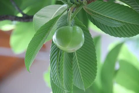 A fruit of Elephant apple on branch. Stock Photos
