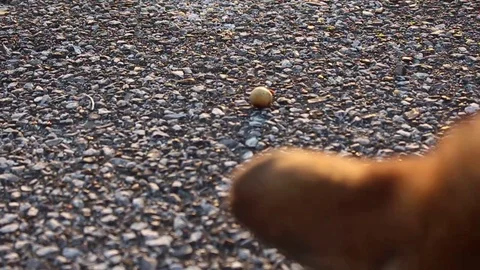 Fruit fall down the road Stock Footage 72980626