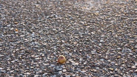 Fruit fall down the road Stock Footage 72980639