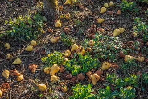 Fruit fallen on the ground Stock Photos