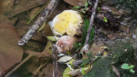 Fruit fallen of a tree decomposing in a pond in forest Stock Footage 122307399