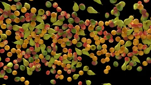 Fruit Falling 库存影片 116665802