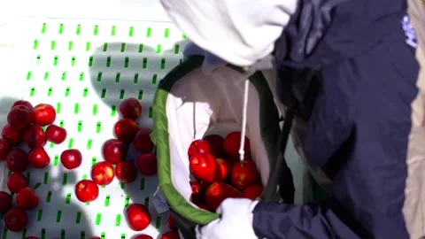Fruit farmers work under the sun, Xizang fruit farmers, Stock Footage 243100603