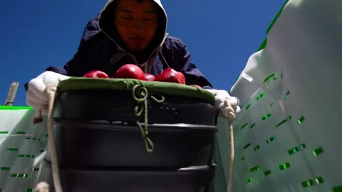 Fruit farmers work under the sun, Xizang fruit farmers, Stock Footage 243100620