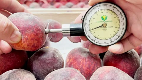 Fruit firmness tester measuring the softness of apricots to determine ripeness Video stock 305162265