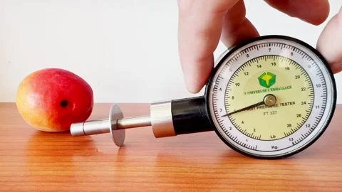 Fruit firmness tester measuring the softness of apricots to determine ripeness Video stock 305162300