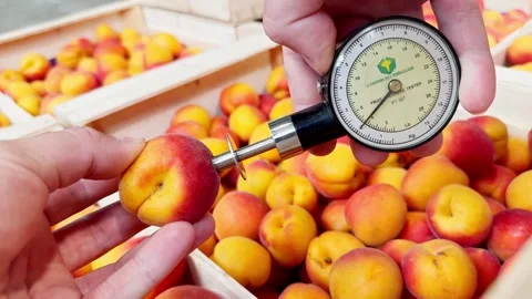 Fruit firmness tester measuring the softness of apricots to determine ripeness Video stock 305162368