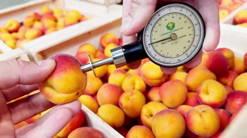 Fruit firmness tester measuring the softness of apricots to determine ripeness Stock Footage 305162369