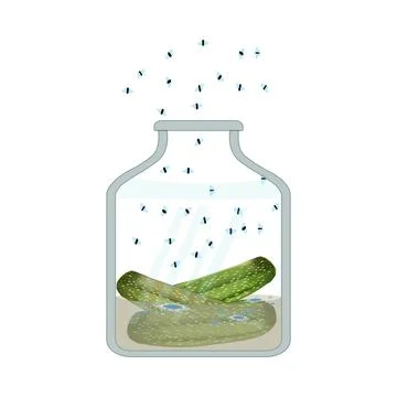 Fruit flies and spoiled pickled cucumber jar isolated on white background. Stock Illustration