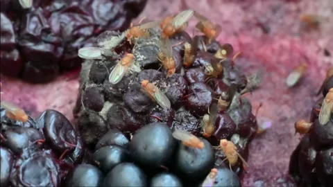 Fruit flies are feasting on some rotting black berries, they seem to be enj.. Stock Footage 237745174