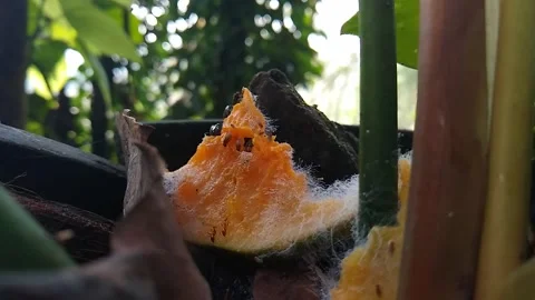 Fruit flies flying around the decaying fruit Stock Footage 142777955