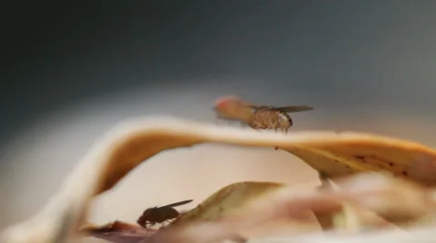 Fruit flies Stock-Footage 68298874