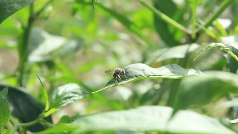 Fruit Flies Stock Footage 134623253