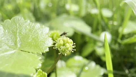 Fruit flies 動画素材 237555519