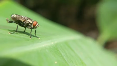 Fruit flies Stock Footage 253093528