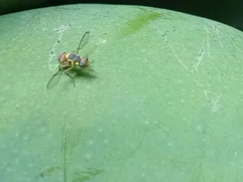Fruit flies Stock Footage 280381608