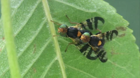 Fruit flies mating Stock Footage 307400555
