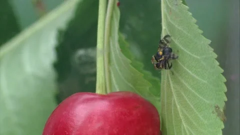 Fruit flies mating Stock Footage 307400575