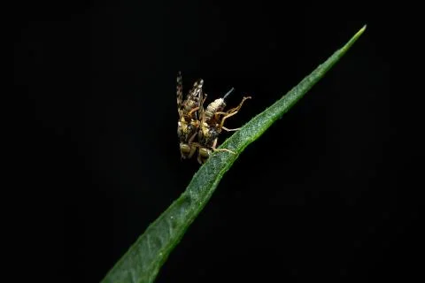 Fruit flies Stock Photos