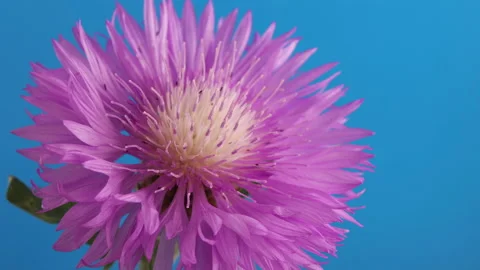 Fruit flies randomly move near the stamens of a cornflower flower Stock Footage 157551346