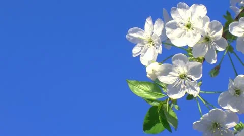 Fruit flowers and Spring time 3 스톡 동영상 10907340