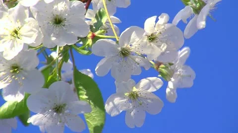 Fruit flowers and Spring time 2 스톡 동영상 10907341