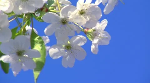 Fruit flowers and Spring time 5 스톡 동영상 10907351