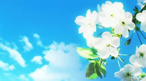 Fruit flowers and Spring time 8 Stock Footage 10909407