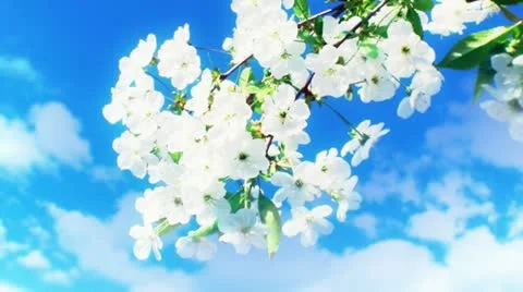 Fruit flowers and Spring time 7 Stock Footage 10909409