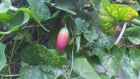Fruit, Flowers, Leaves 動画素材 297603427