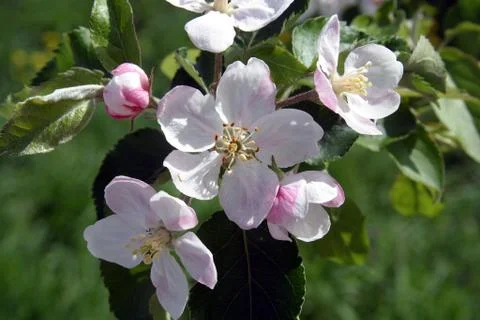 Fruit flowers Stock Photos