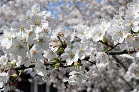 Fruit flowers Stock Photos