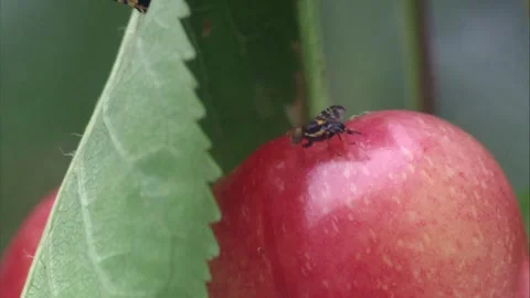 Fruit fly on an apple Stock Footage 307400453