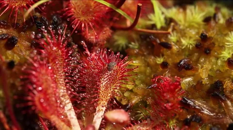 A fruit fly becomes trapped in a sticky sap of a sundew plant. Видео 67418748