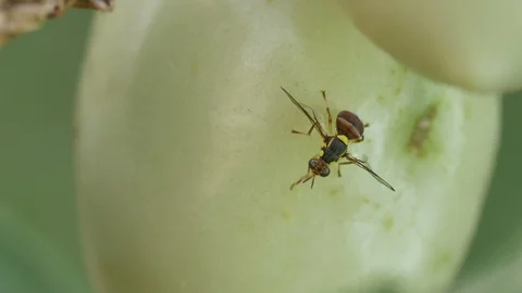 Fruit fly cleaning the head around the tomato Stock Footage 108227014