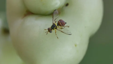 Fruit fly cleaning the leg around the tomato Stock Footage 108227438
