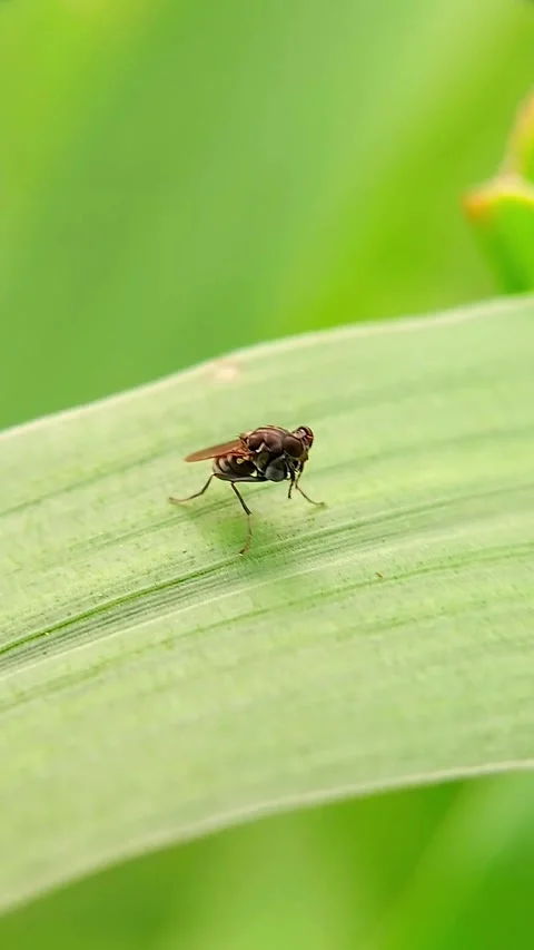Fruit Fly Drosophilidae Resting on Green Leaf Vertical Video 4K Stock Footage 345972899