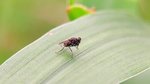 Fruit Fly Drosophilidae Resting on Green Leaf Macro Slow Motion 4K Video Stock Footage 345972902