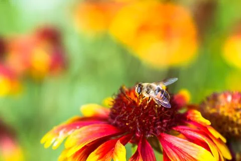 A fruit fly eats the pollen of a red-yellow flower against the background of  Stock-Fotos