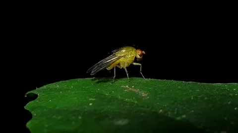 Fruit Fly Exterminators on leaves. Vídeos de archivo 83130985