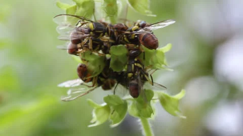 Fruit  fly Stock Footage 25640265