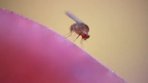 Fruit fly Stock Footage 32845754