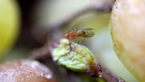 Fruit fly Stock Footage 118529329