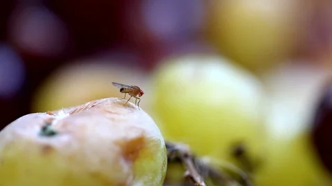 Fruit Fly insect Drosophila Stock Footage 118529021