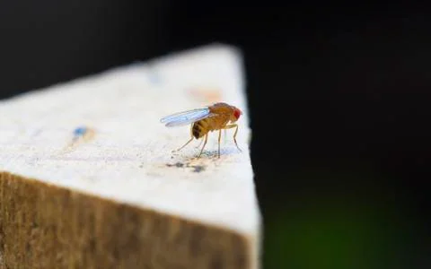 Fruit fly insect Stock Photos
