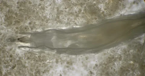 Fruit fly larva crawling through decaying fruit. Drosophila maggot. Stock Footage 197005676