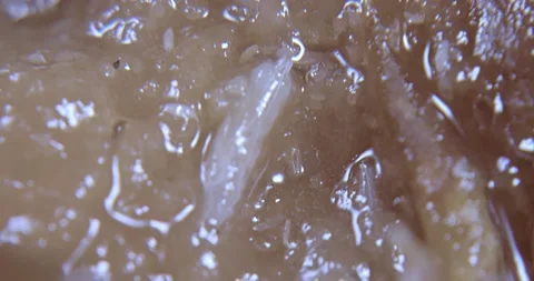 Fruit fly larva feeding on pear pulp Stock Footage 197005772