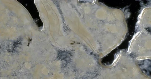 Fruit fly larvae feeding aggressively on pear pulp, 4th instar. Stock Footage 197005792
