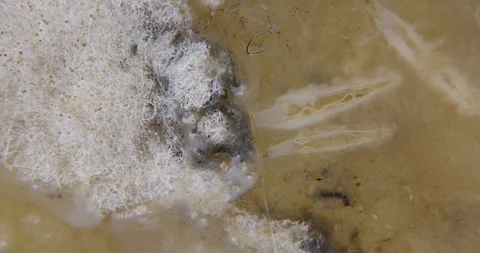 Fruit fly larvae feeding near white mold filaments in slurry of pear flesh. Stock Footage 197005778