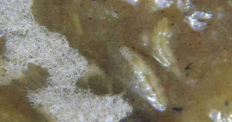 Fruit fly larvae feeding near mold hyphae in slurry of pear flesh. Stock Footage 197005784